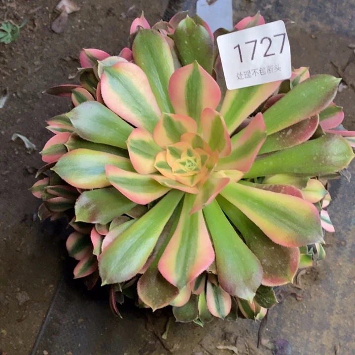 香妃多肉断头不包1727