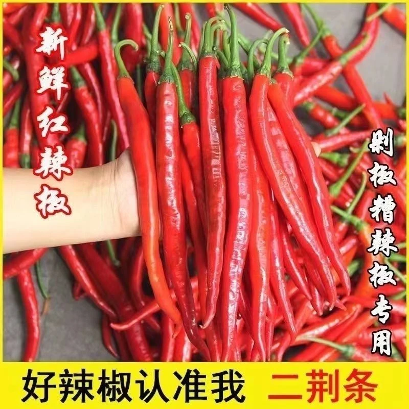 【试吃1斤半】【5斤一箱】新鲜采摘高山红线椒二荆条可做剁椒辣椒酱