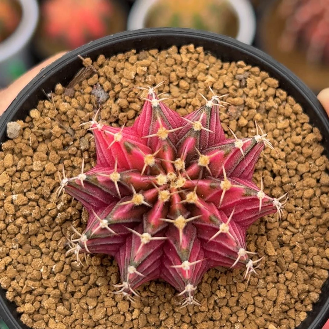 泰系实生粉钻肋骨锦A123