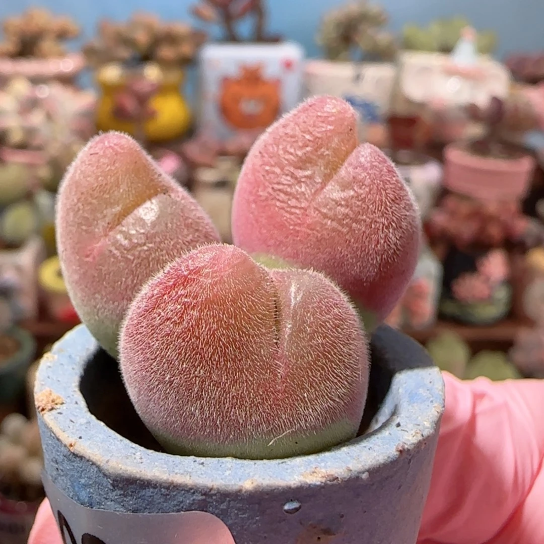 粉红蟹钳 盆口2.5cm