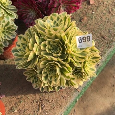 老*699迈巴赫朵朵多肉，