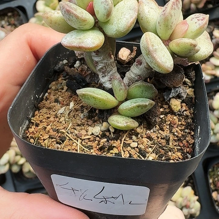 蜜**秋多肉植物满20包邮