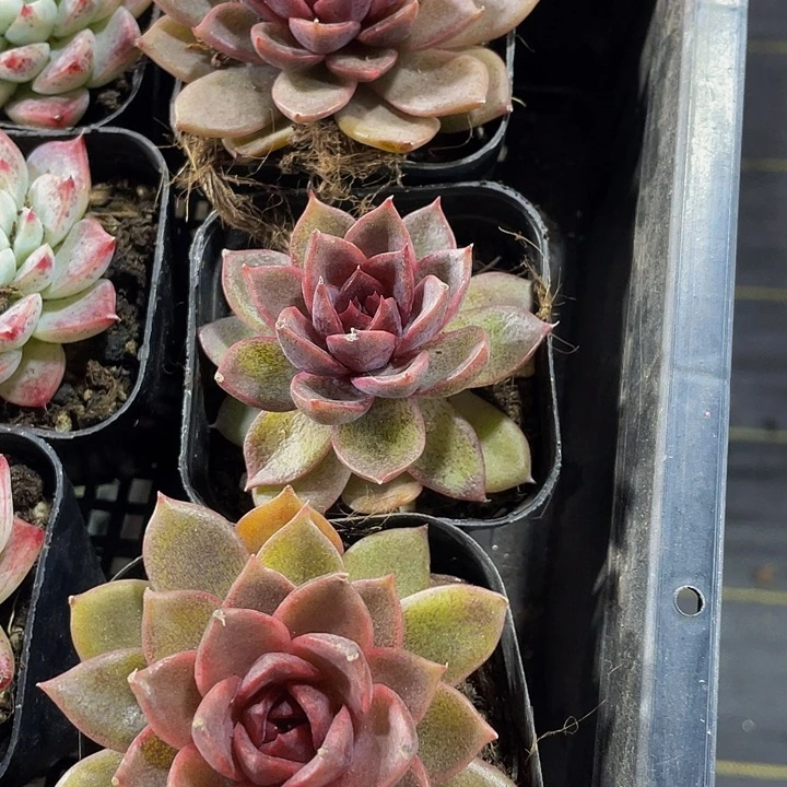 黑水晶玫瑰带盆土发