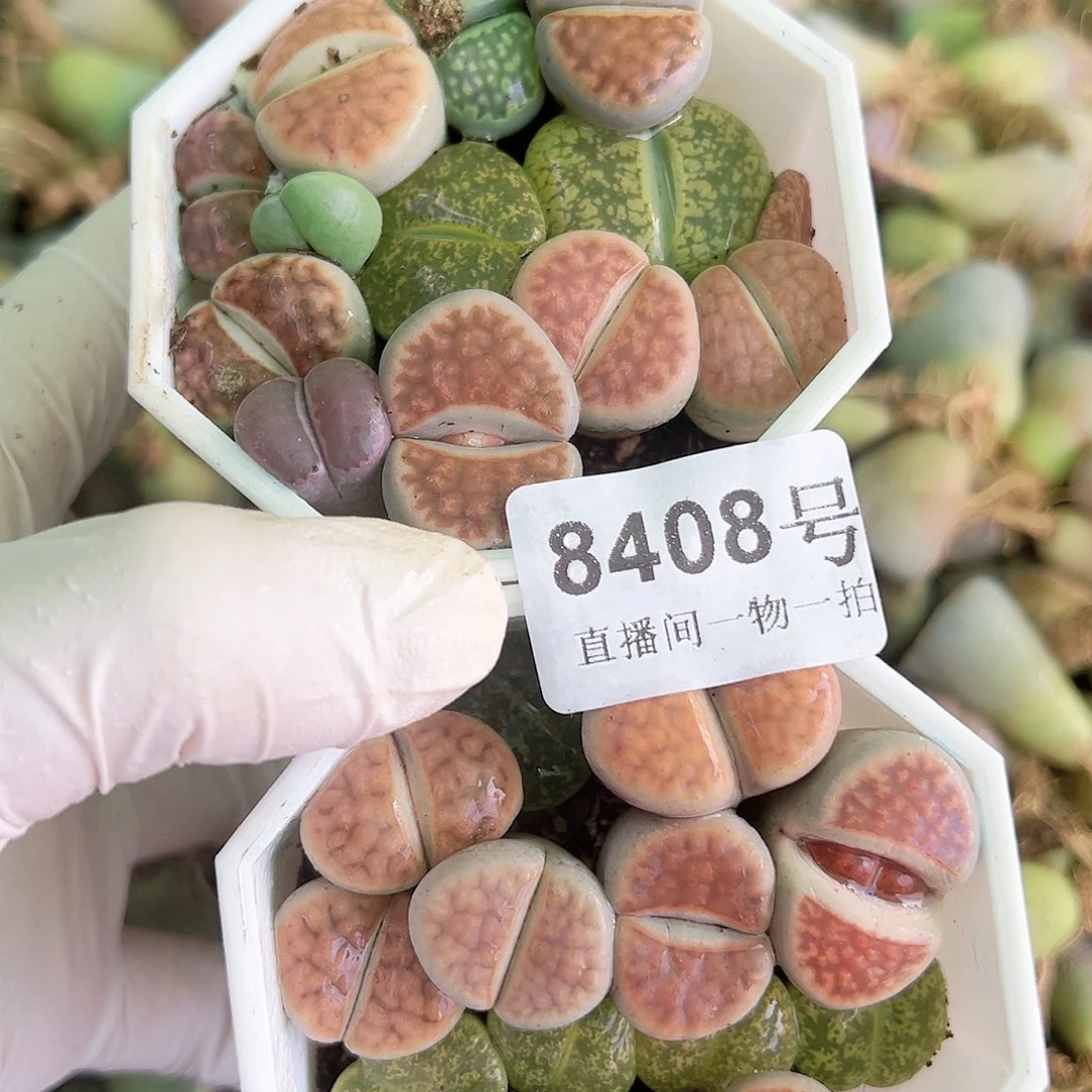 8408 好养易活生石花大母本两盆