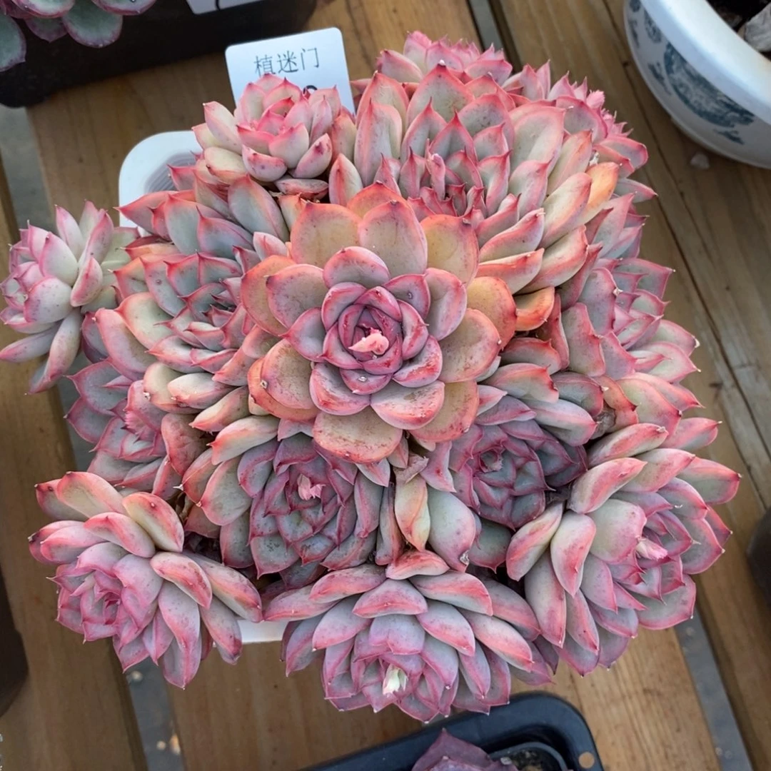 彭*虎杂交精品多肉602