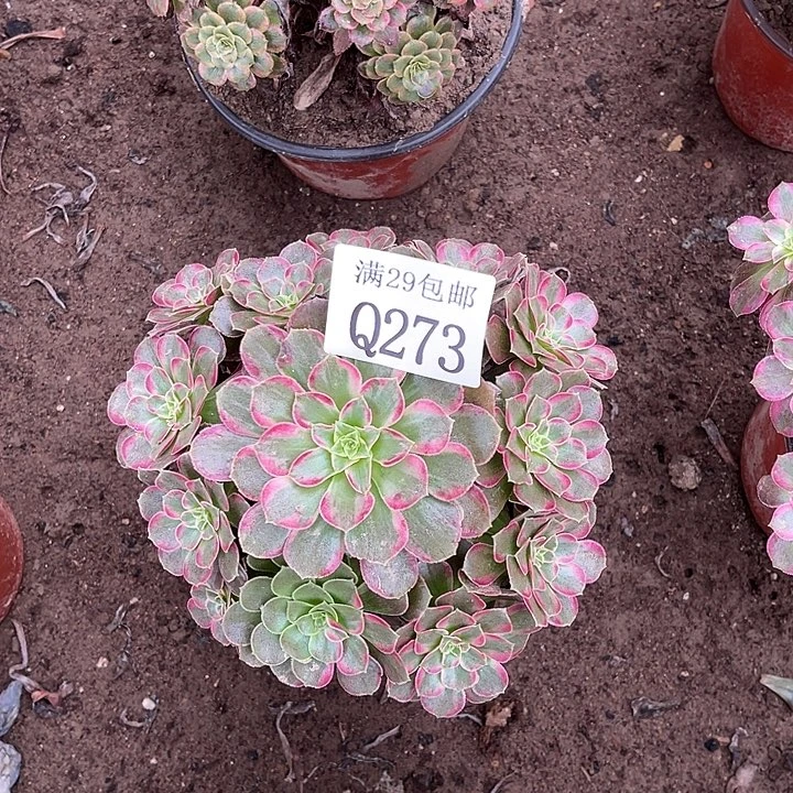 273安娜多肉植物