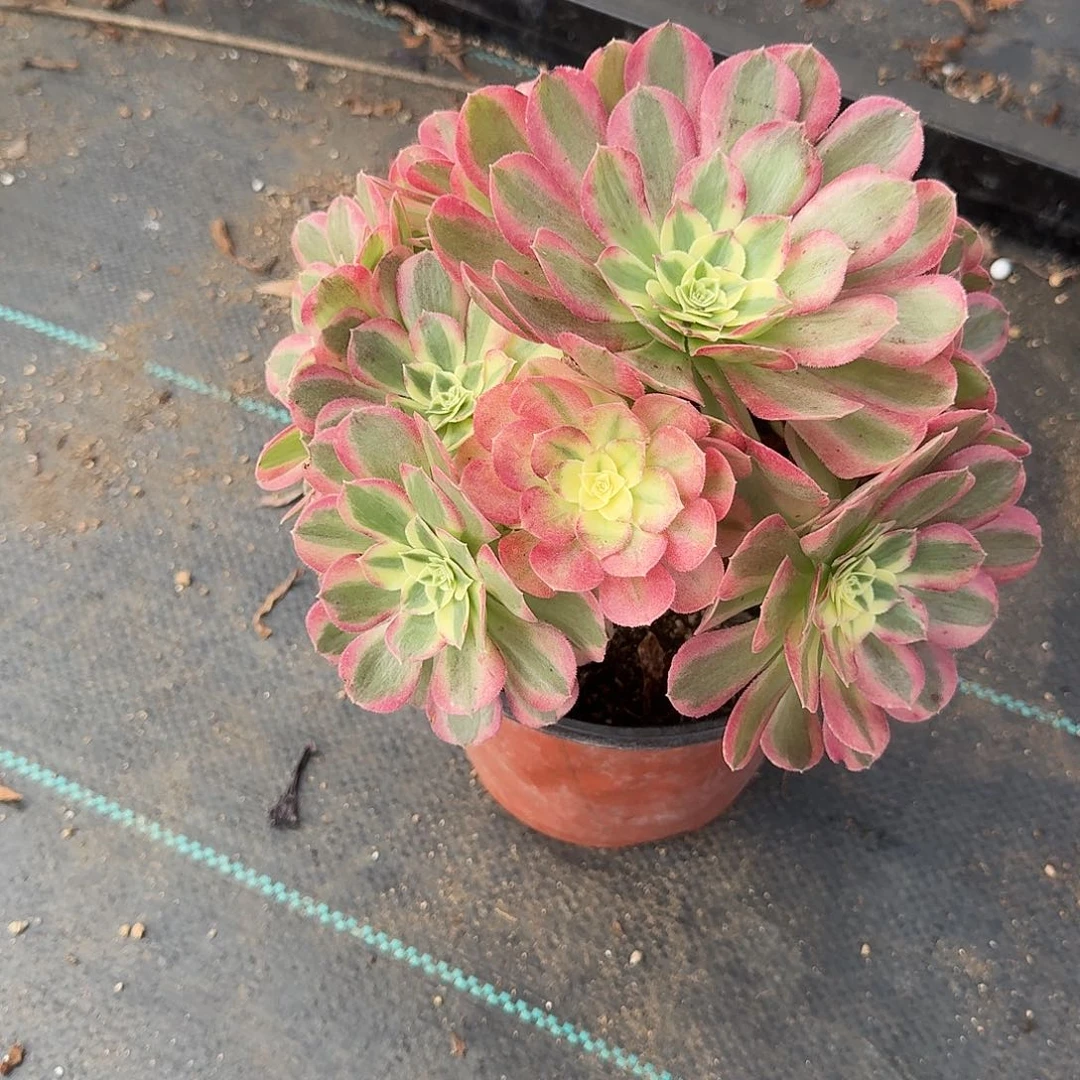 春***然粉体海王周正美美美美