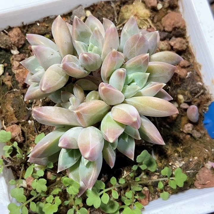 多肉植物慕斯美人6161