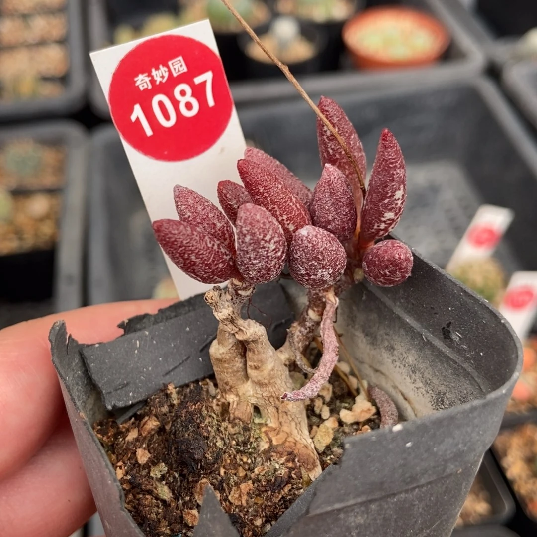 水泡一棵569875908