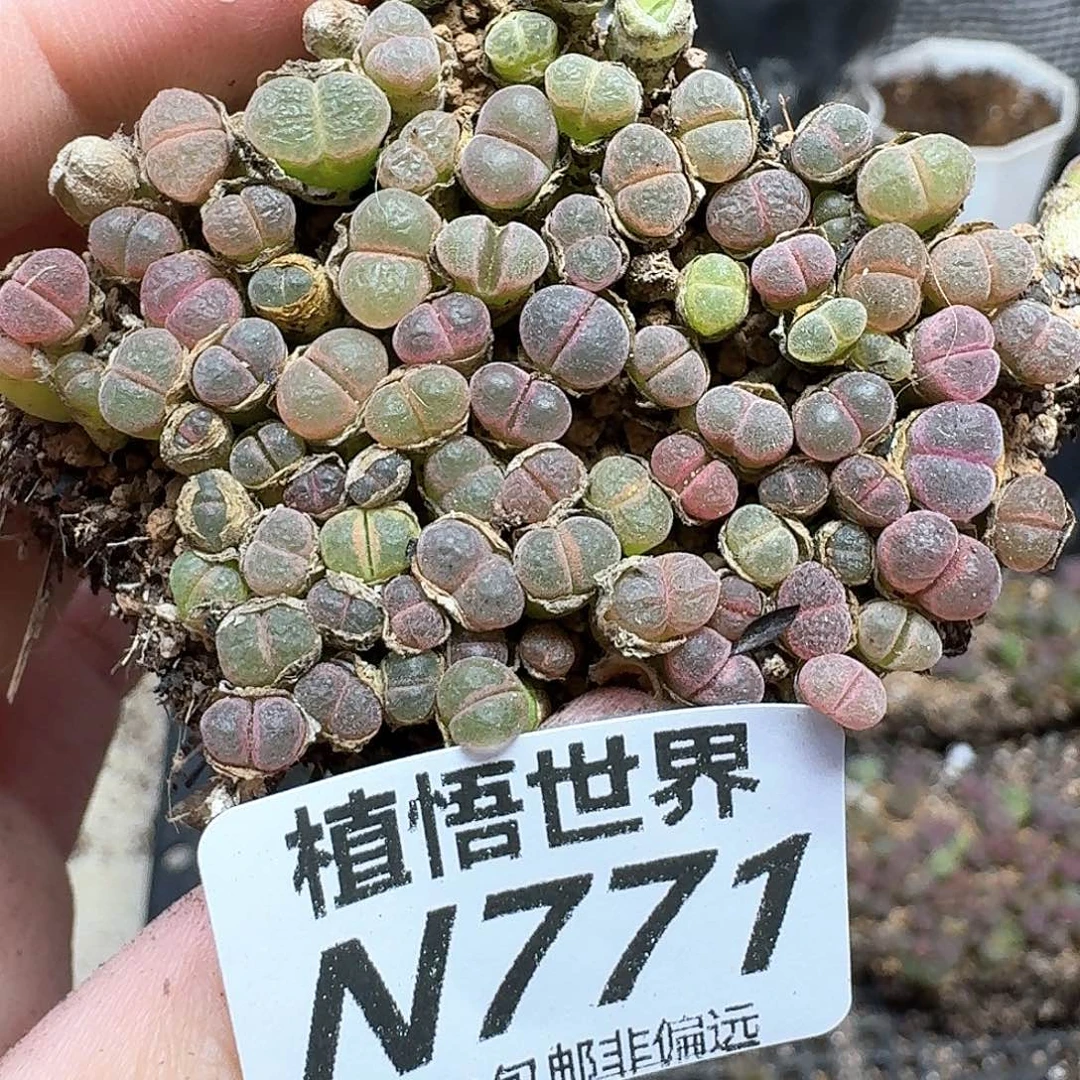 多肉植物的润泽法v