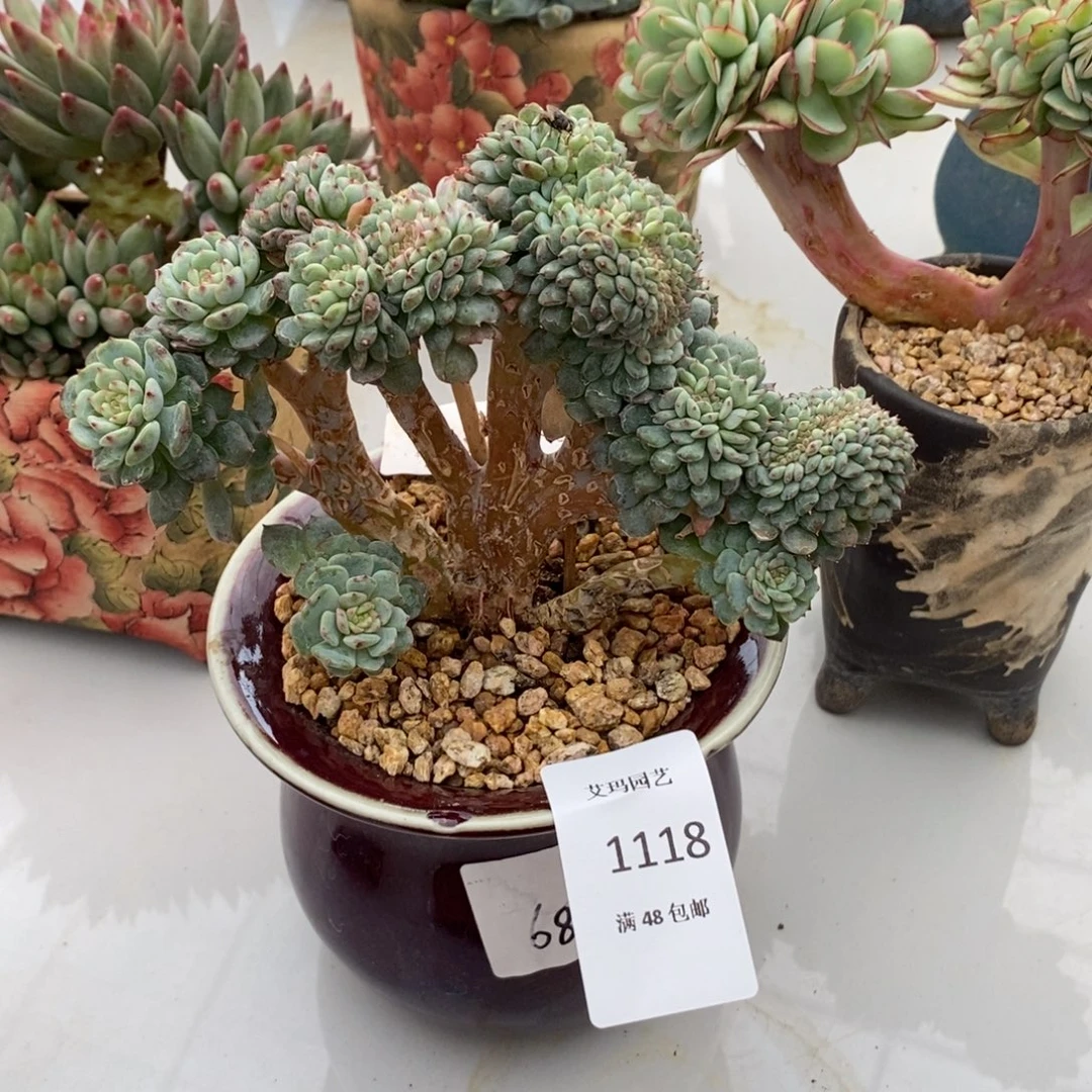 白胖子缀化多肉多肉1118