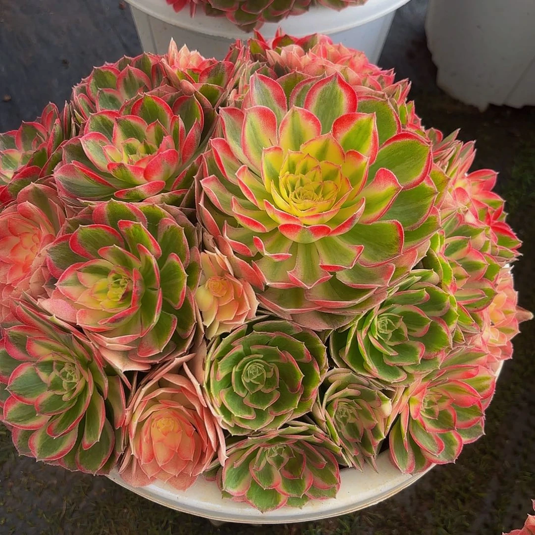 爱***王粉玉芙蓉多肉植物一颗