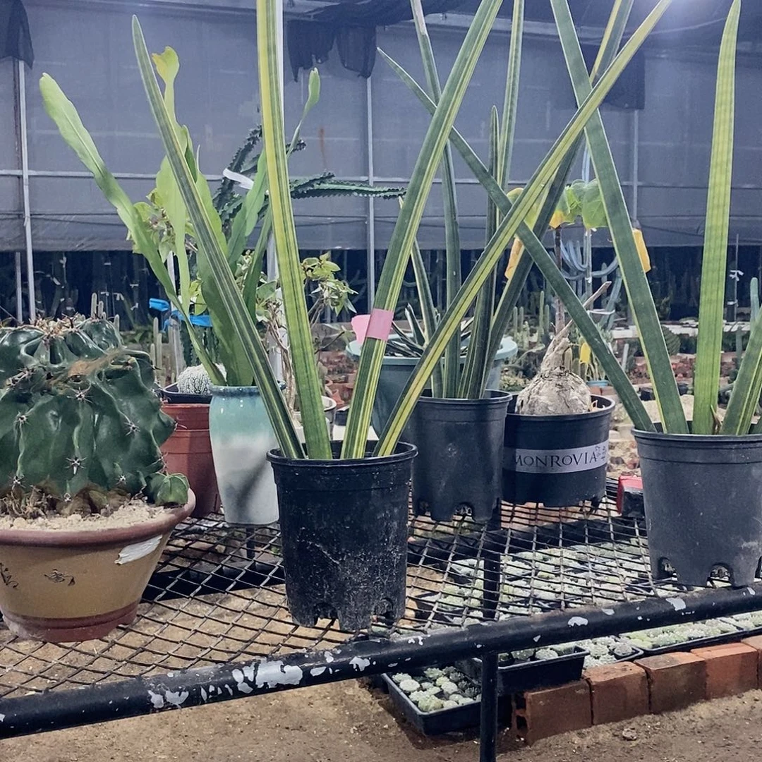 響***1998虎皮兰一颗11111