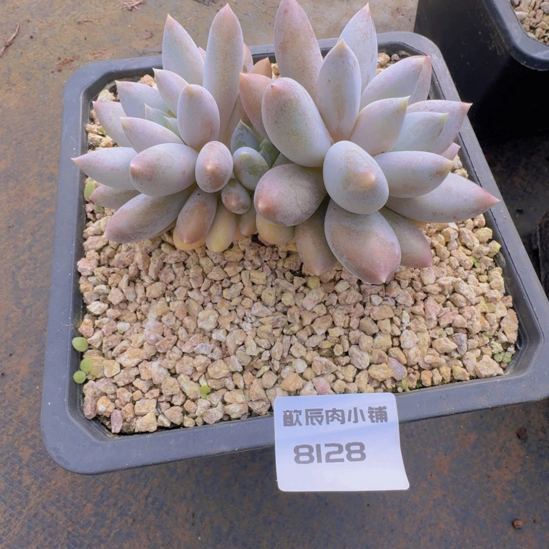 多肉植物胖体哥特8128