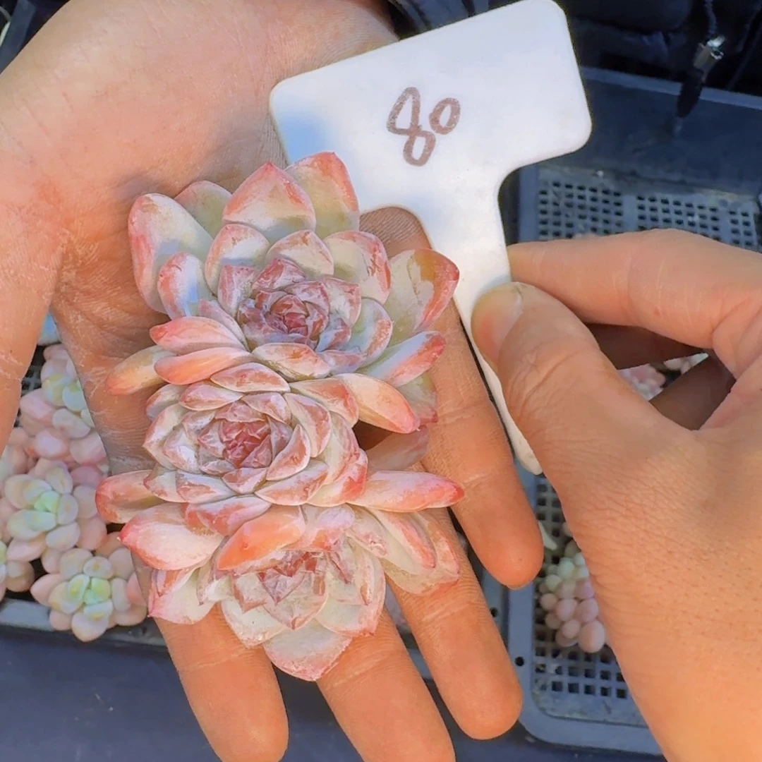 多肉植物的生长发育和生长