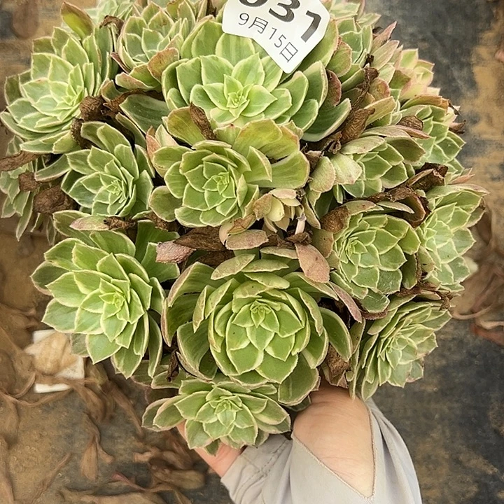 9.15-31万花筒多肉植物1