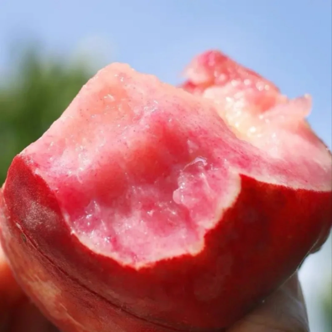 甘肃专用北京七号水蜜桃产地直发新鲜现摘水蜜桃脆软两吃应季鲜果