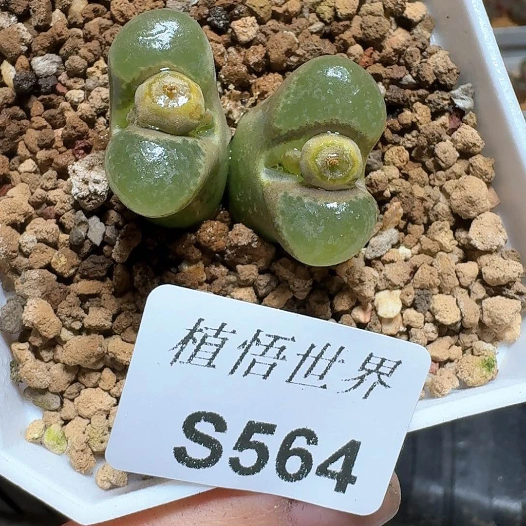 564号多肉植物哇cv