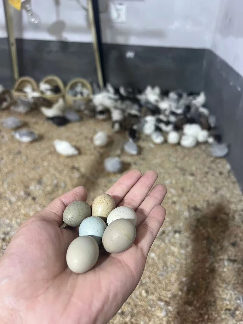 晓晓鸡舍芦丁鸡蛋混养