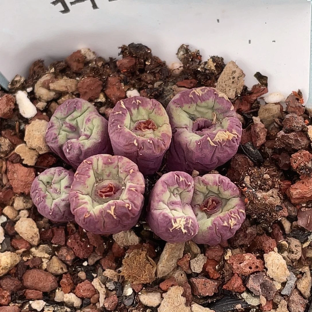 21-8嘴多肉植物肉锥