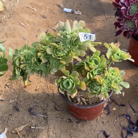 绿杨容缀一物一拍