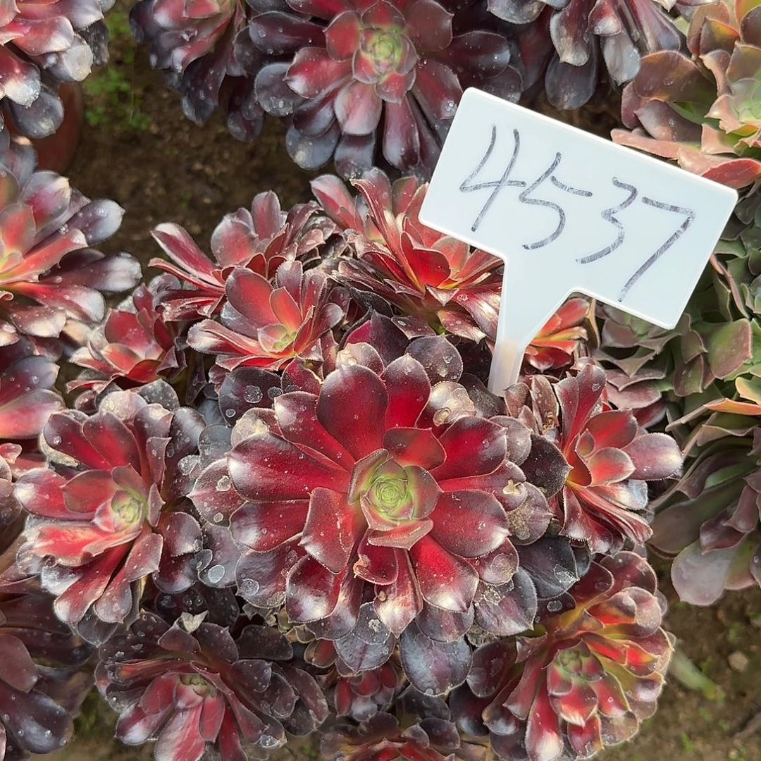 4537夕阳多肉法师多肉