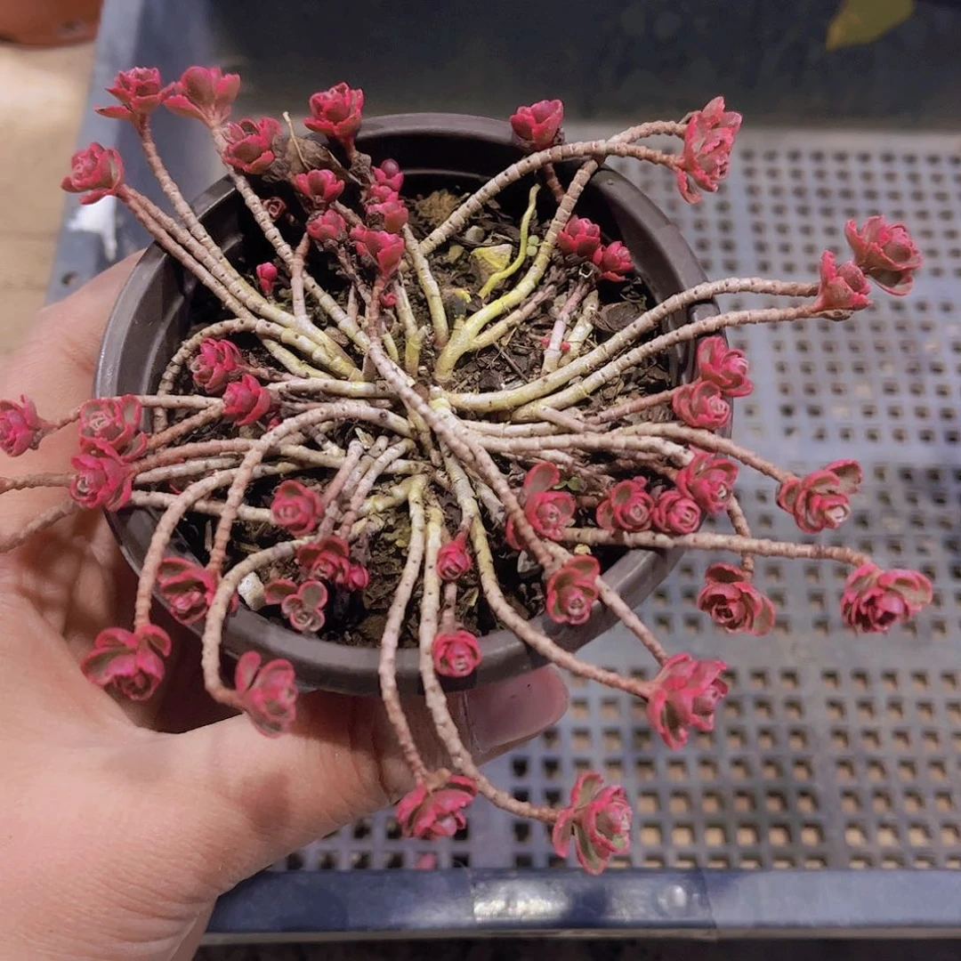 幸***人多肉小球玫瑰锦