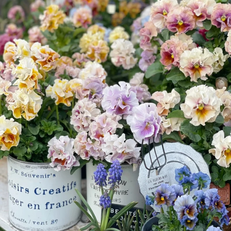 【花湘涧】角堇 梦坊，八重冬季盆栽耐寒植物好养