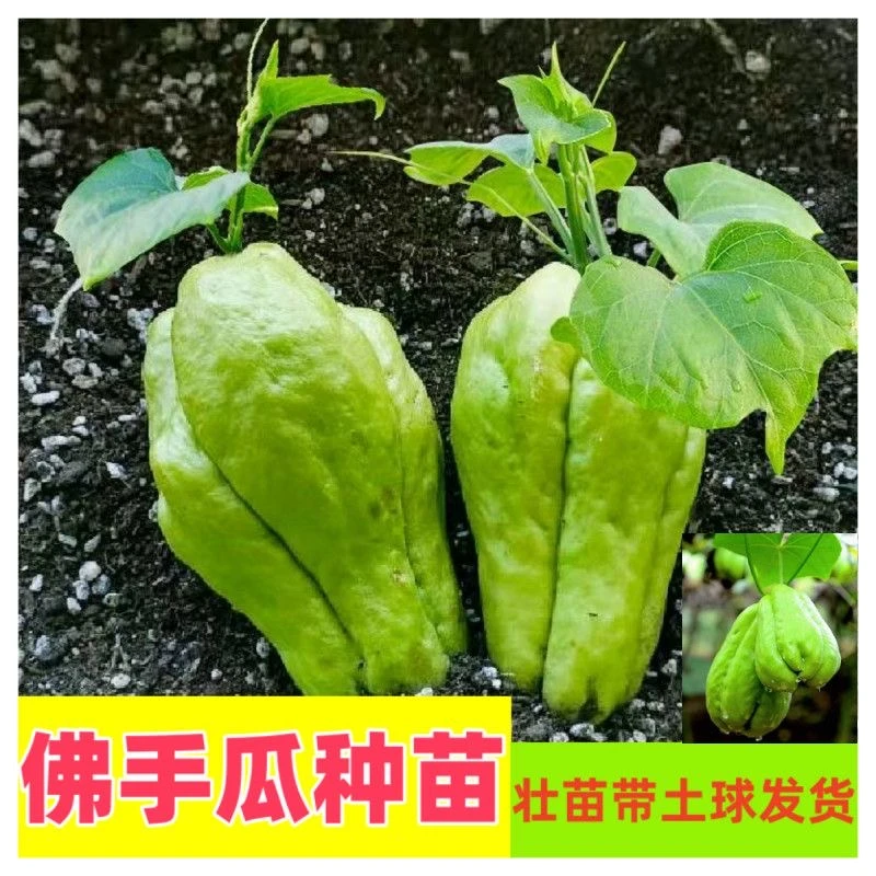 高产佛手瓜种苗春夏季种植佛手瓜苗阳台庭院田园易种植福寿瓜秧苗