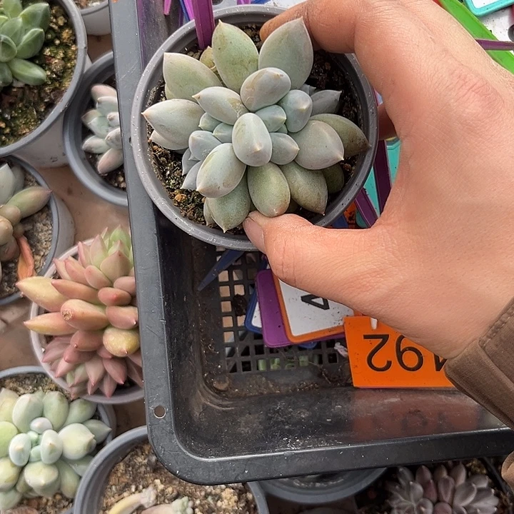 多肉植物胖体哥特群399