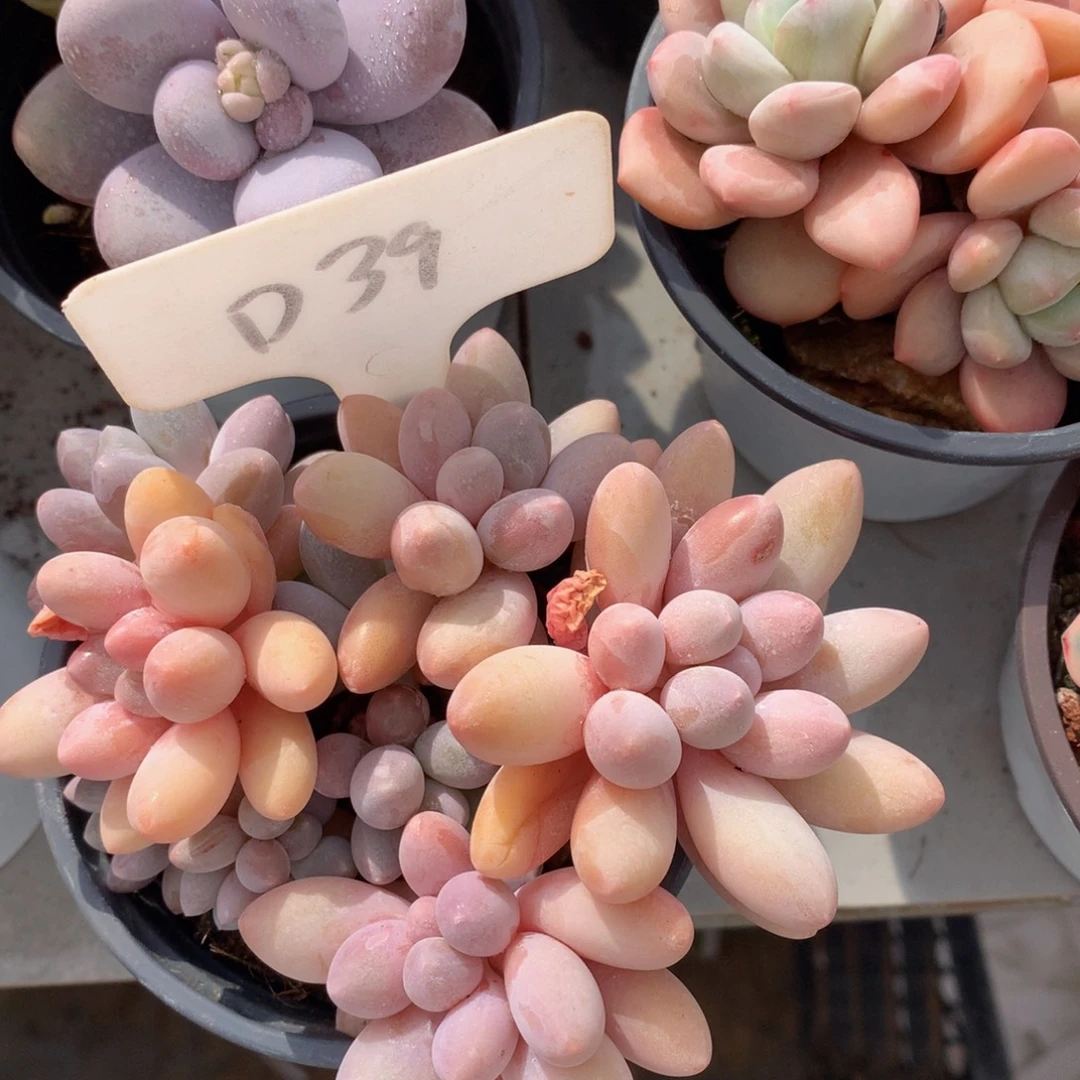 汤圆726272727272727