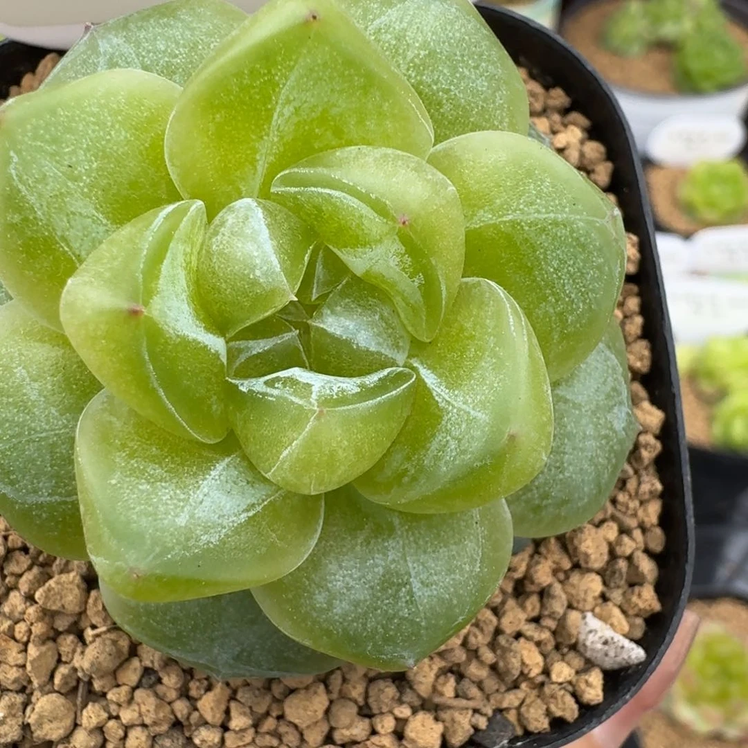 0609-23–猕猴桃单头一颗