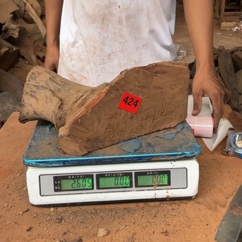 大果紫檀（缅甸花梨）