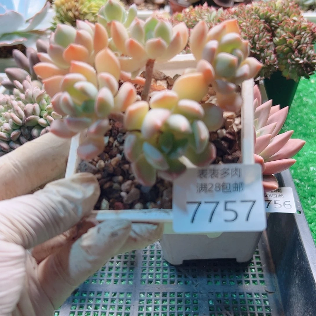 无花朵多肉一物一拍7757