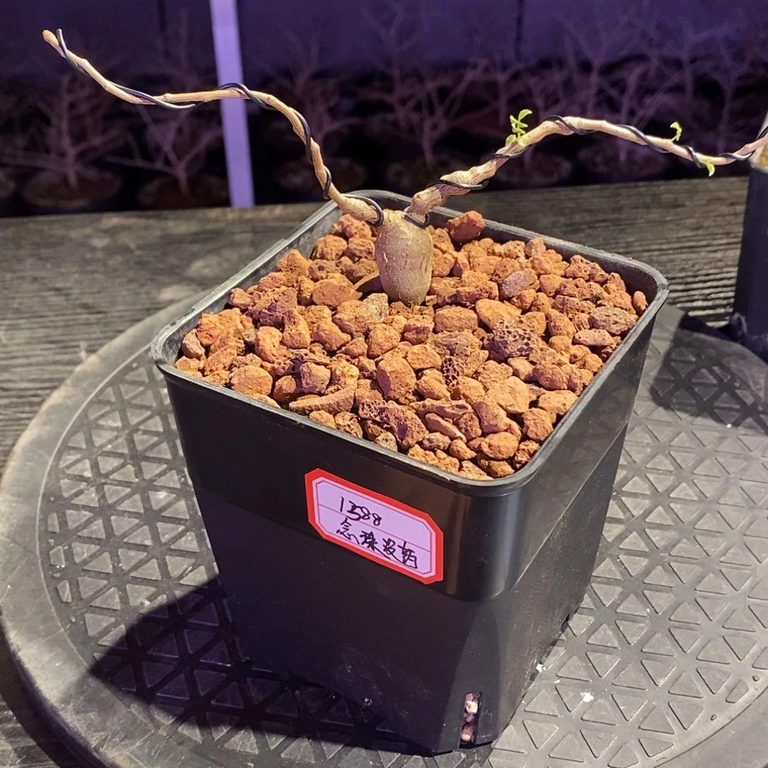 念珠没药实生一个