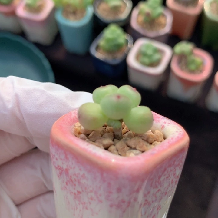 萤火虫水蜜桃 1+1 木质杆