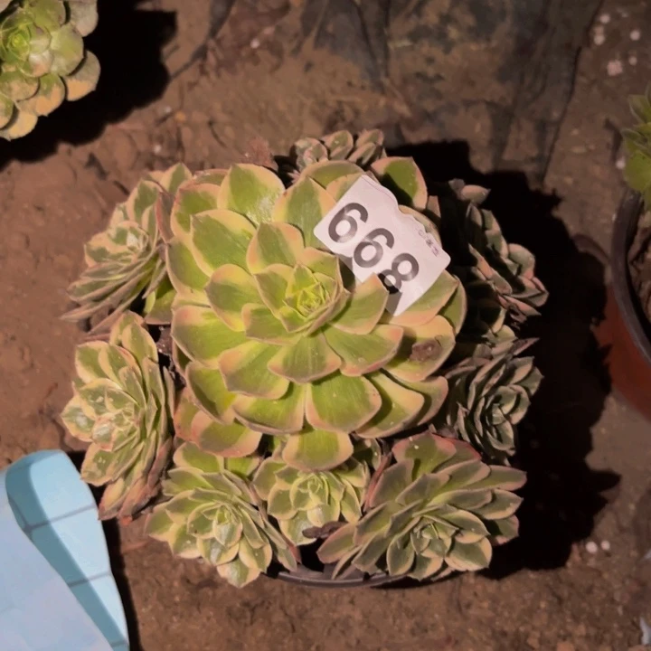 899荔枝多肉植物不售后