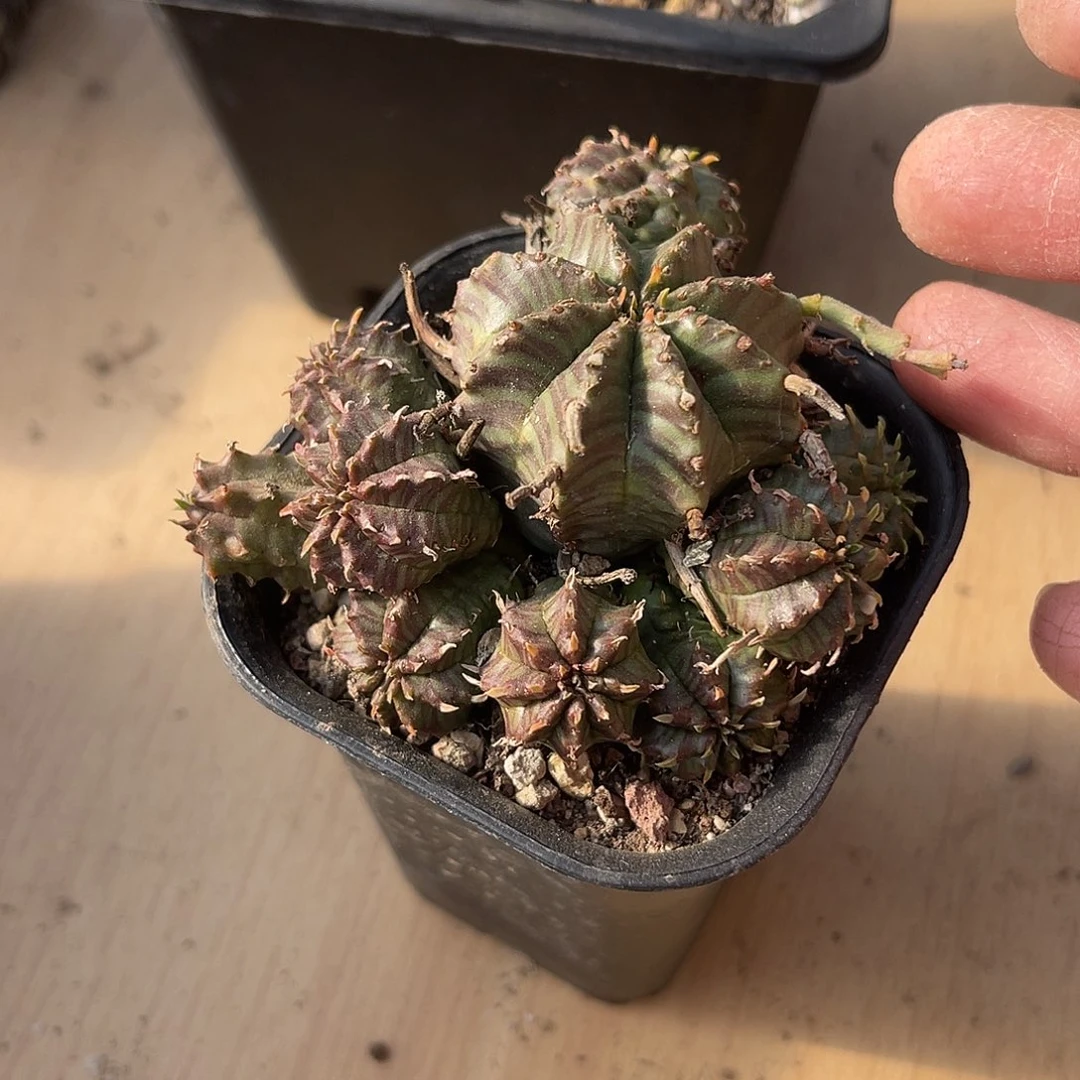 法利达大群一物一拍