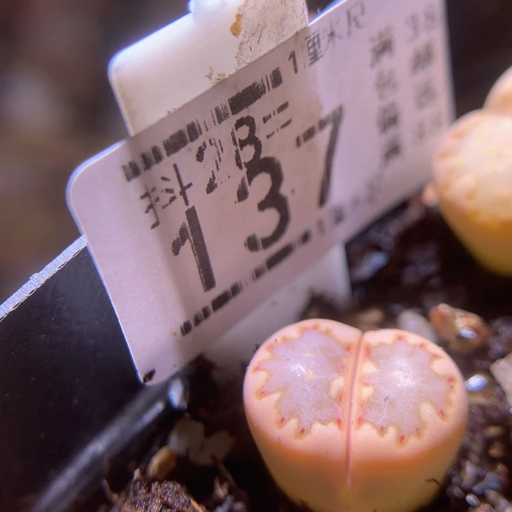 精品生石花28.137