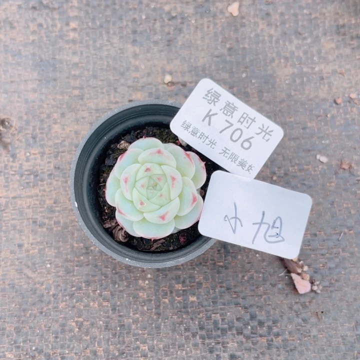 哎***旭706  带陶瓷盆发货 满28包邮