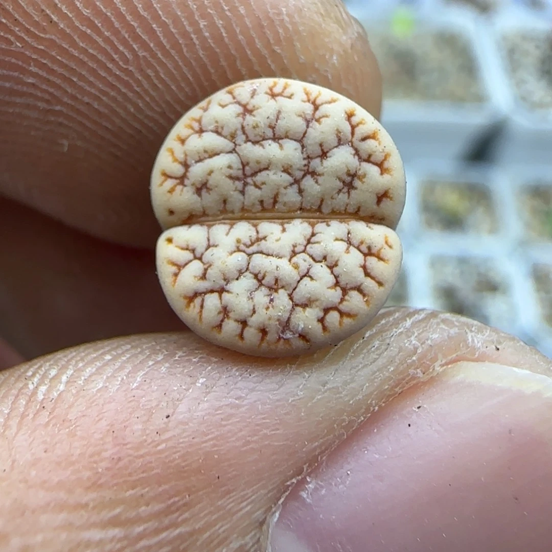 216 生石花大棚直播