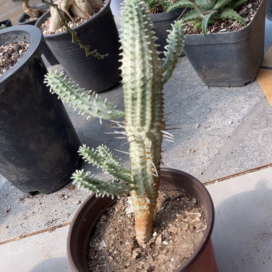 白桦麒麟锦一物一拍