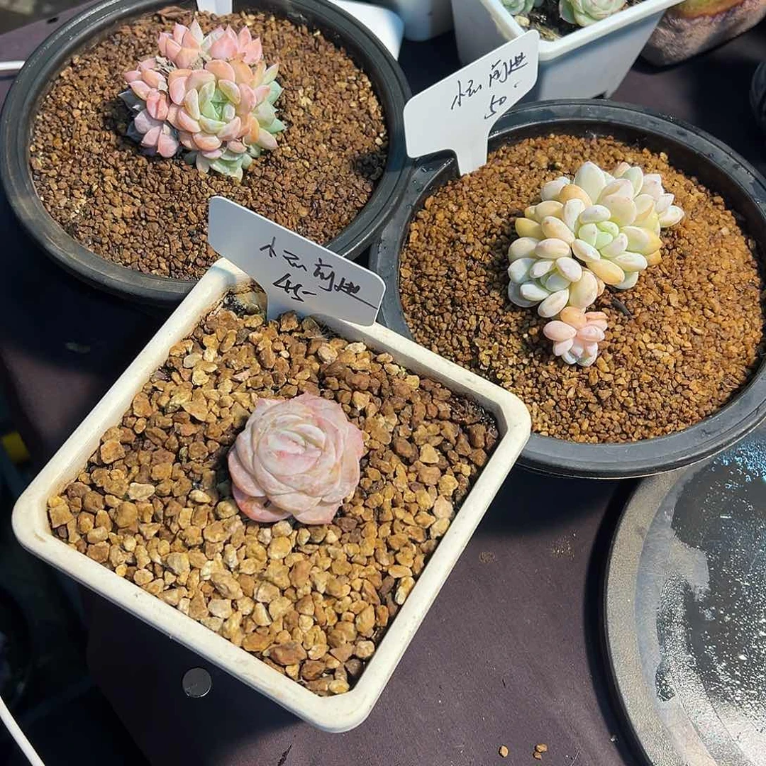 小***进新品，多肉植物，