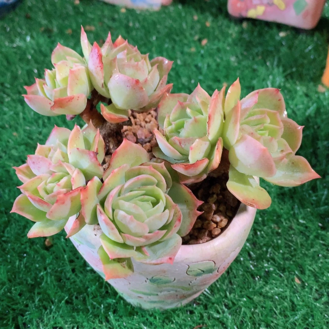 碧落13 公分一物一拍