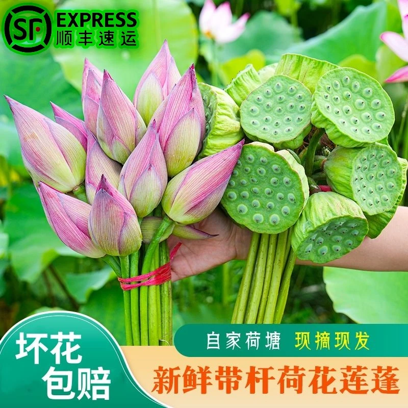 2025新鲜荷花带杆鲜切花莲花莲蓬真花花骨朵插花食用供佛鲜花