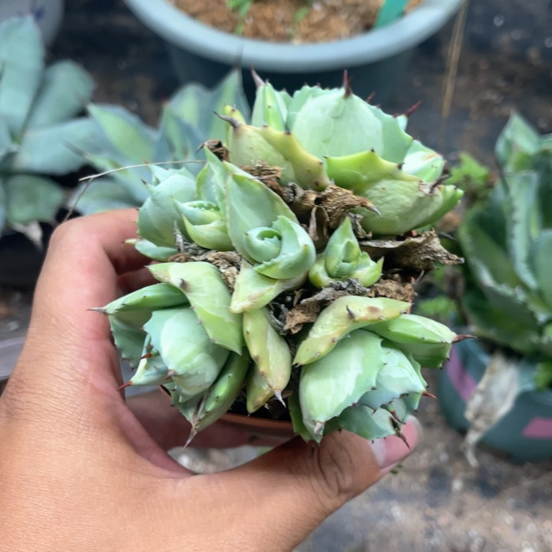 王妃雷神白中斑锦