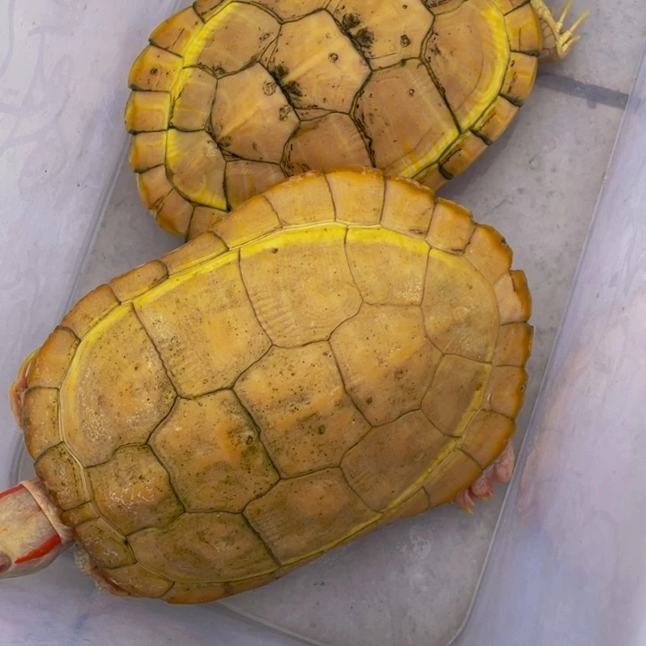 巴西彩龟母白巴活泼可爱，漂亮深水龟