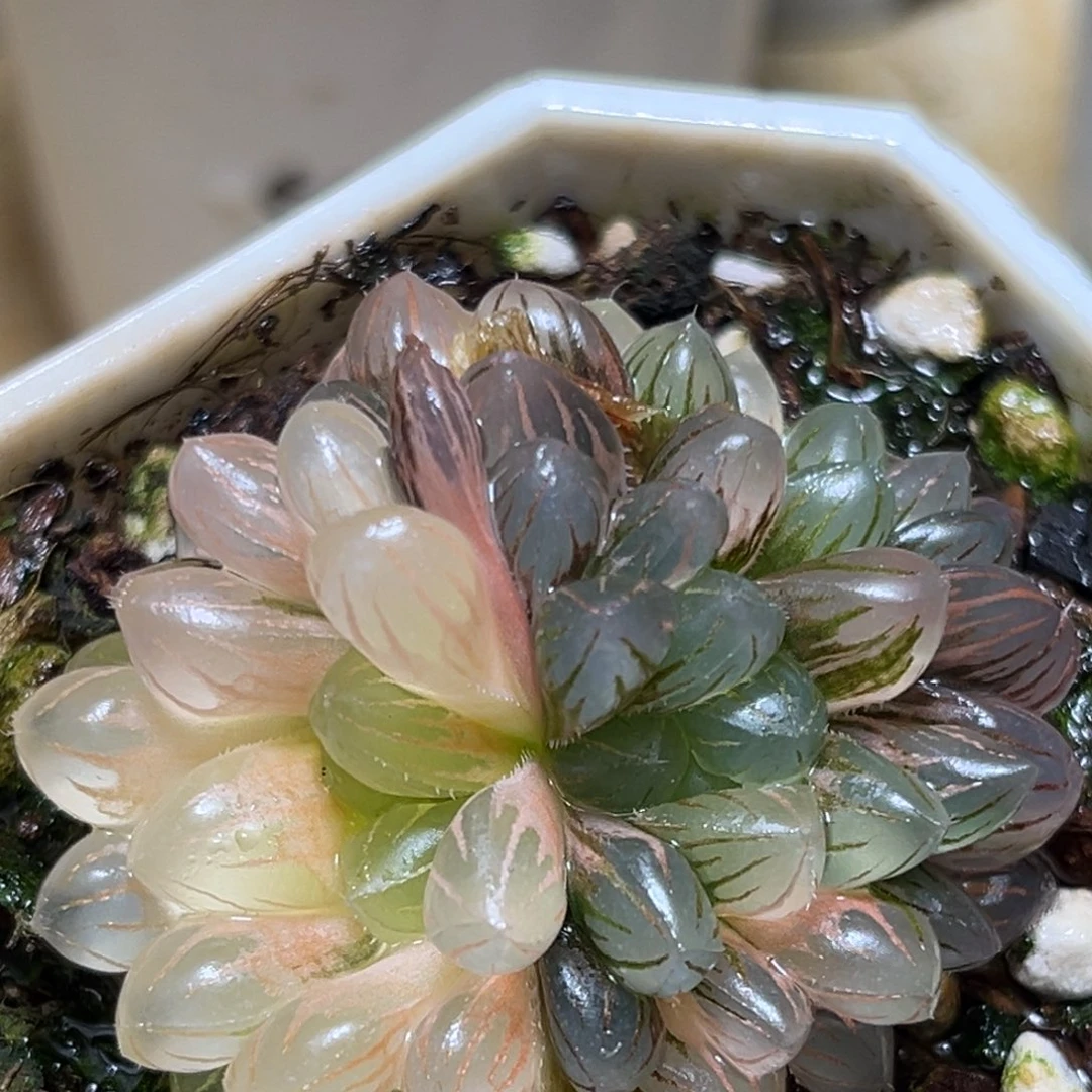 恭喜发财大吉大利576