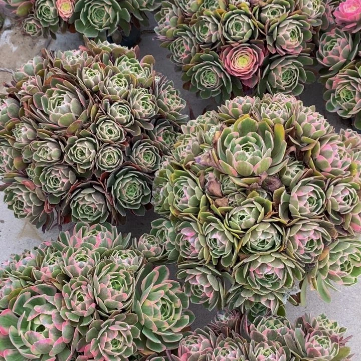 粉女妖一颗超大多肉植物