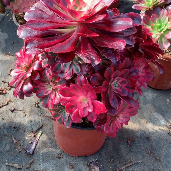 我****?32美杜莎多肉111111